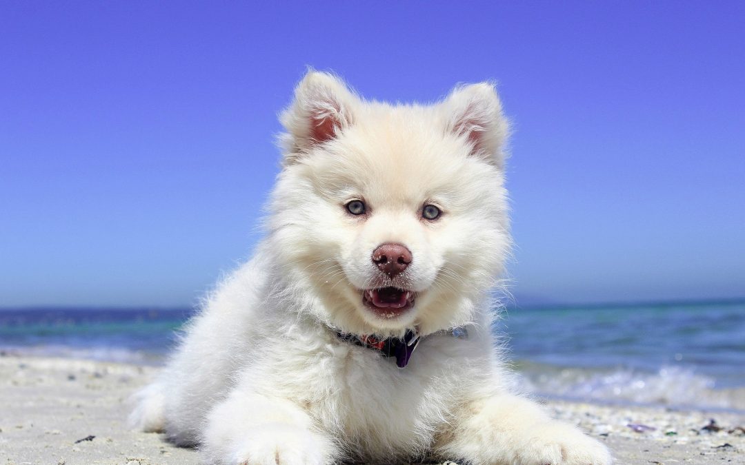 Comment travaille le comportementaliste canin ?