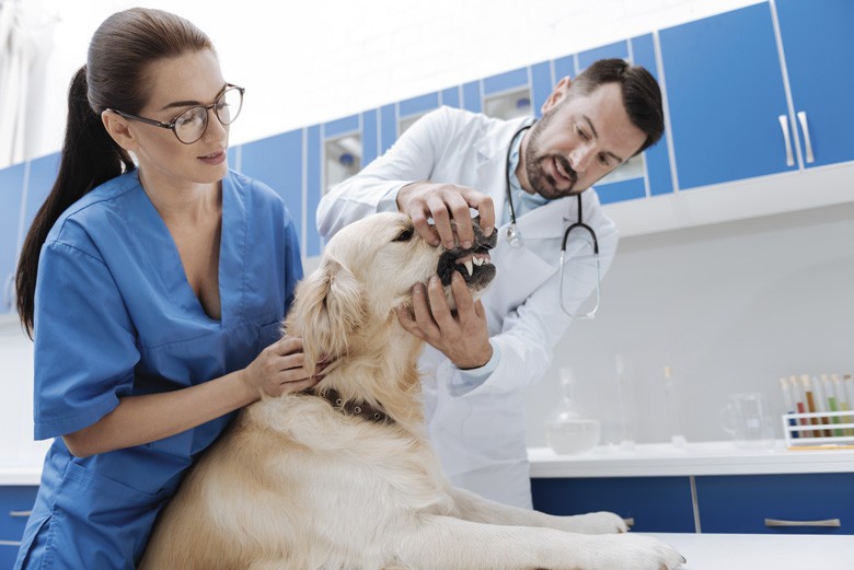 soins dentaire d'un chien chez le vétérinaire