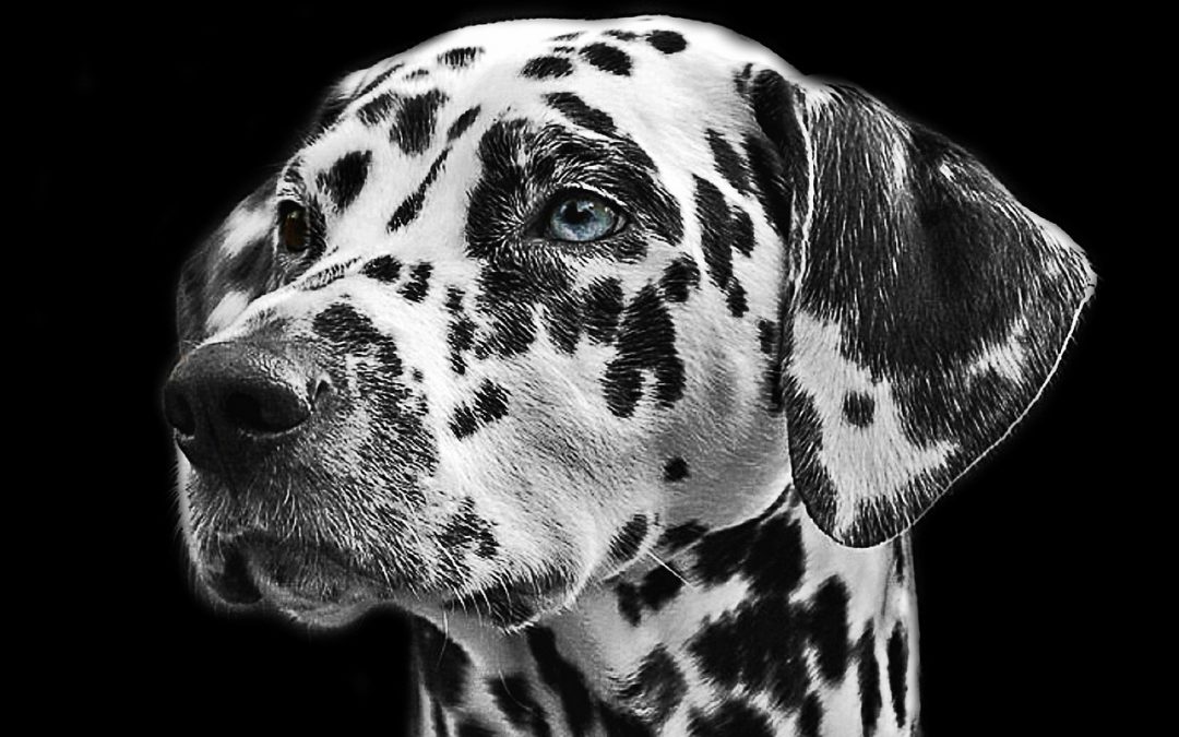 Éducation Chien Sourd : Comment éduquer un chien sourd ?