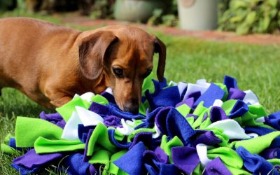 Snuffle mat : Comment fabriquer un tapis de fouille pour mon chien ?