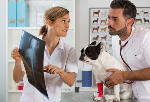 vétérinaires étudiant la radiographie d'un bouledogue français