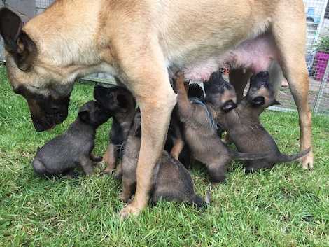 Apprendre à mon chien à rester seul berger belge malinois avec ses chiots qui têtes