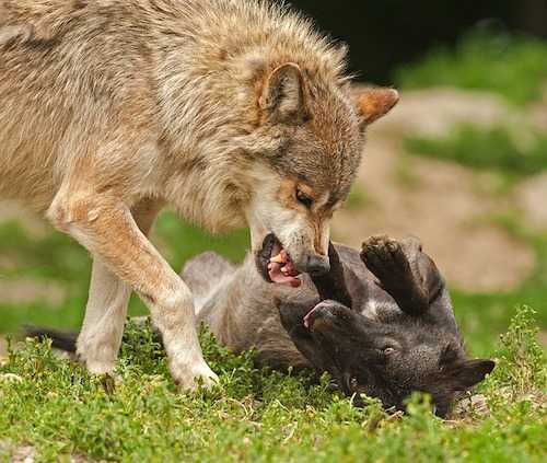 Apprendre à mon chien à rester seul loup et louveteau