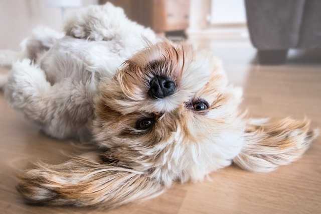 Apprendre à mon chien à rester seul petit chien allongé sur le dos dans la maison