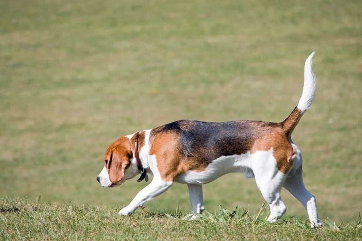 Quel sont les caractéristique du Beagle, le blog de respectdogs vous dit tout sur ce chien