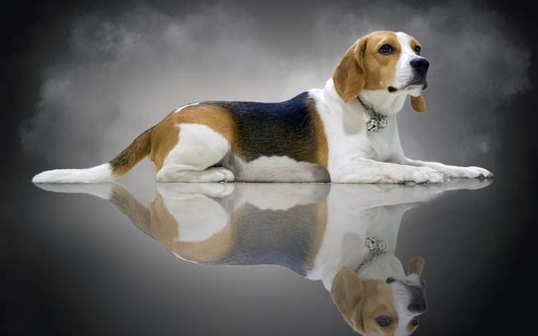 Le Beagle
