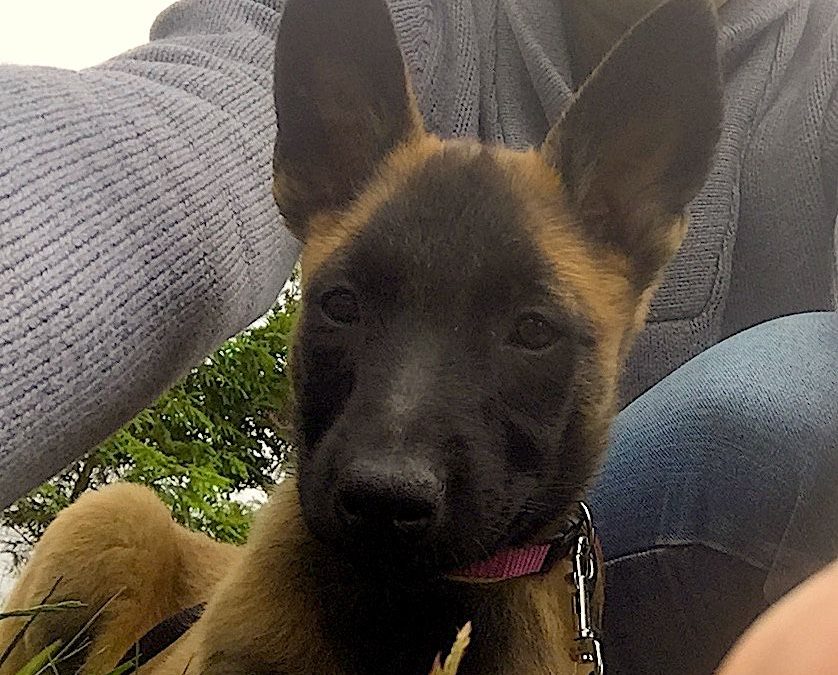 Comment Socialiser Son Chiot Educateur Canin Respectdogs