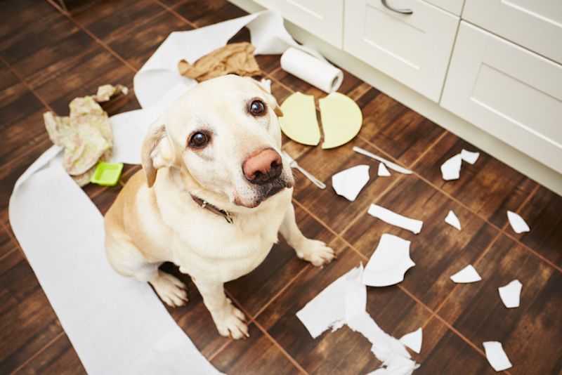 Les astuces pour apprendre à votre chien à rester seul sereinement et qu'il ne fasse plus de bêtises à la maison en votre absence.