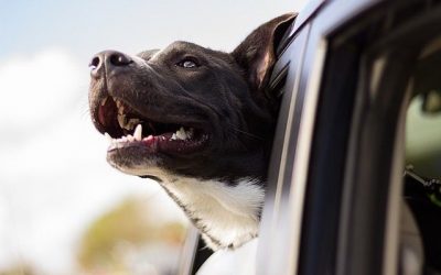Les 4 commandements pour voyager avec son chien !