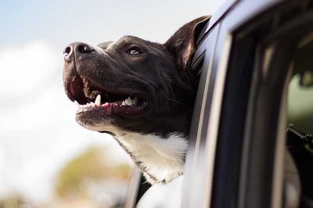 voyager en voiture avec son chien, apprenez ce que dit la loi sur le transport de votre chien et les conseils pour qu'il ne soit plus malade et voyage sereinement