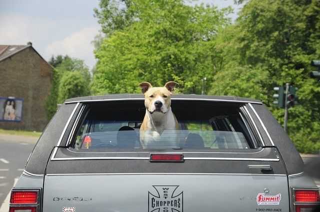voyager-en-sécurité-avec-son-chien-les-éducateurs-canins-respectdogs