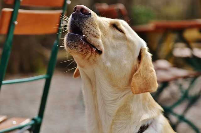 Comment comprendre les aboiements de mon chien, les conseils des éducateurs canins respectdogs de Normandie