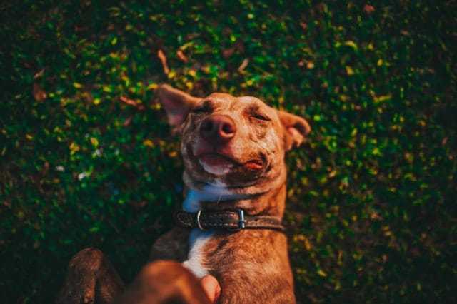 Retrouver comment combler les trois besoins essentiels du chien pour le rendre plus heureux grâce aux astuces des éducateurs canins respectdogs