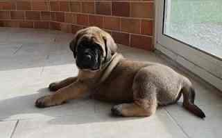 Le Mastiff