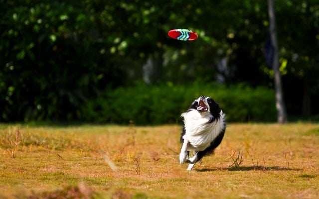 l'ostéopathie pour le chien de sport