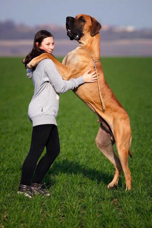 les soin après une séance d'ostéopathie canine