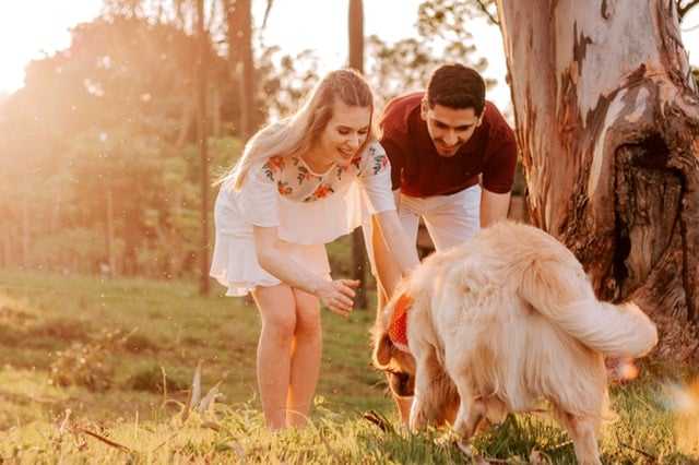 Pourquoi faire appel à un comportementaliste canin ?