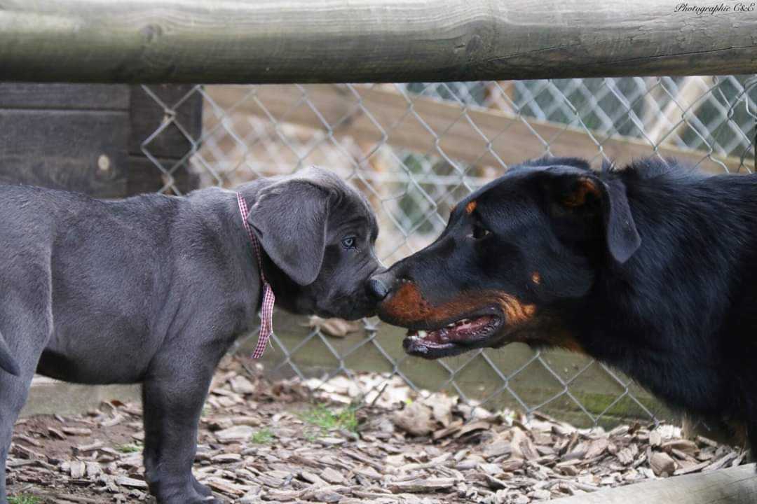 Courir avec son beagle, un chien plein d'énergie. Découvrir le beagle avec les éducateurs canins respectdogs