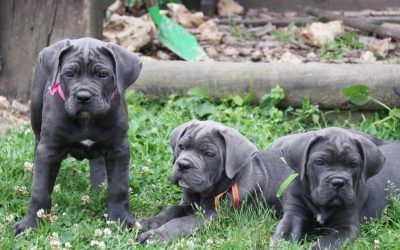 Le Cane Corso