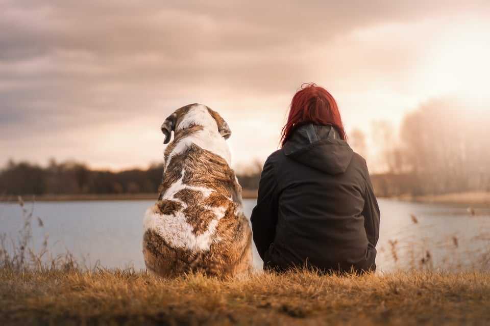 Un chien obèse avec une femme assis par les spécialistes respectdogs