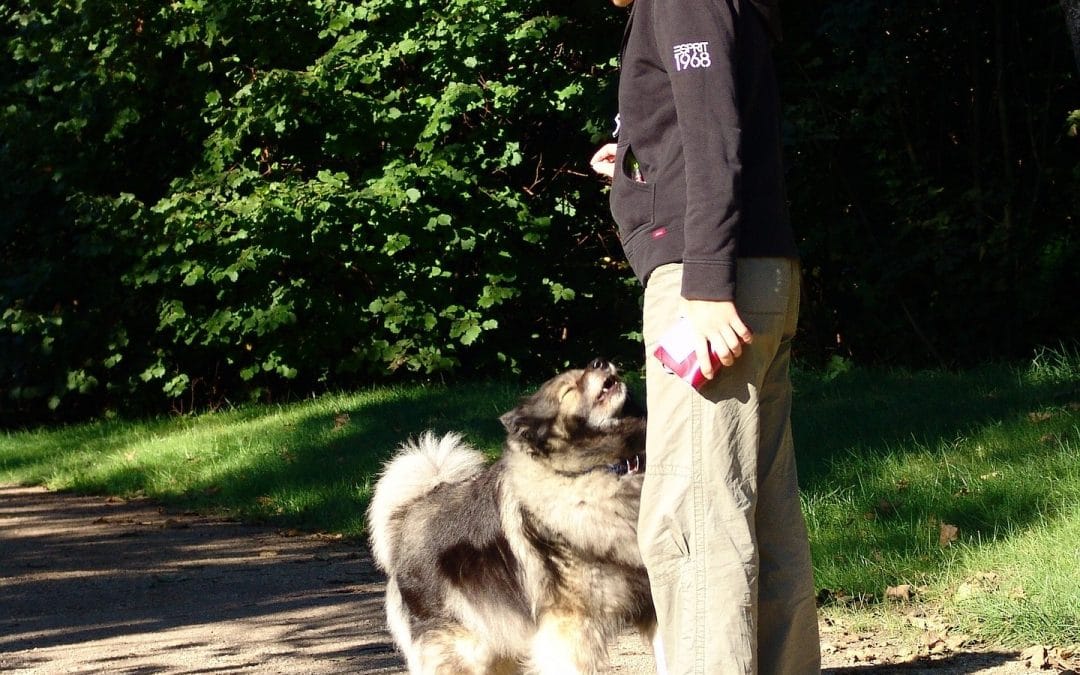 Quelle difference entre educateur canin et comportementaliste ?