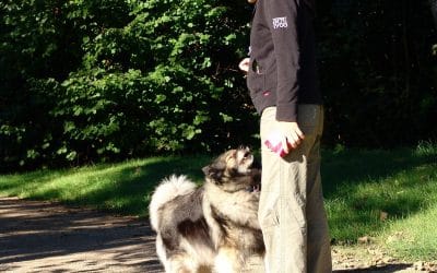 Quelle difference entre educateur canin et comportementaliste ?