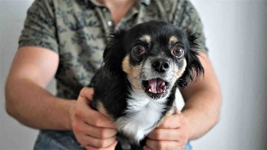 travail du comportementaliste canin avec un chien apeuré