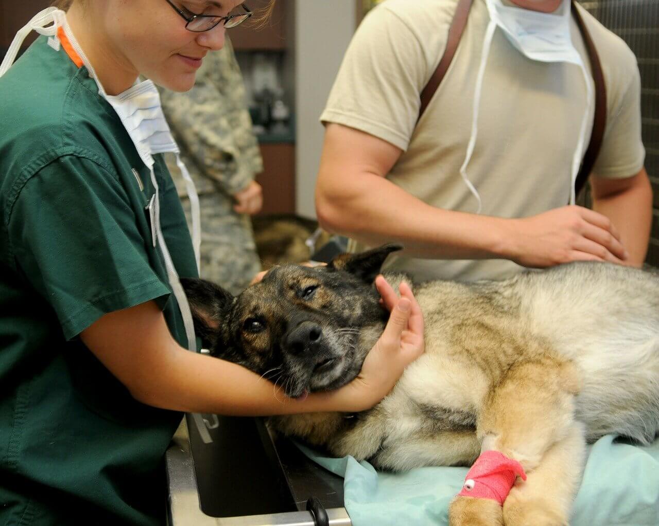 Quelle difference entre educateur canin et comportementaliste ? veterinaire comportementaliste canin