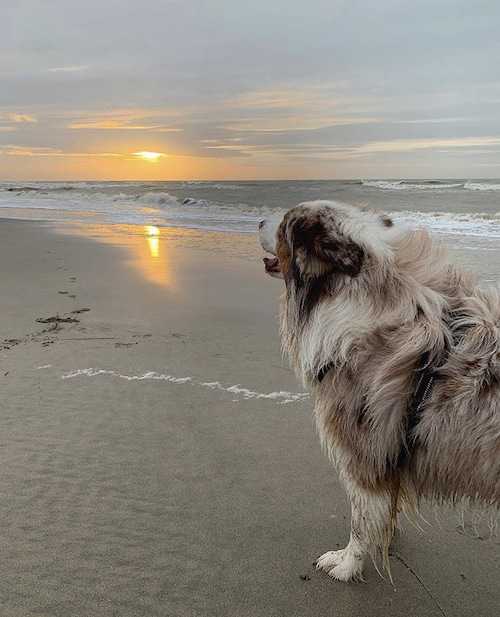 vision-du-chien-couleurs