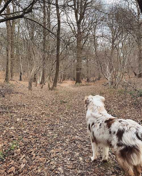 vision-du-chien-couleurs