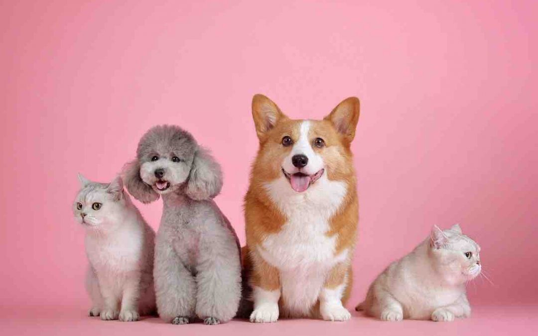 Top 10 Magasin pour chien Rouen