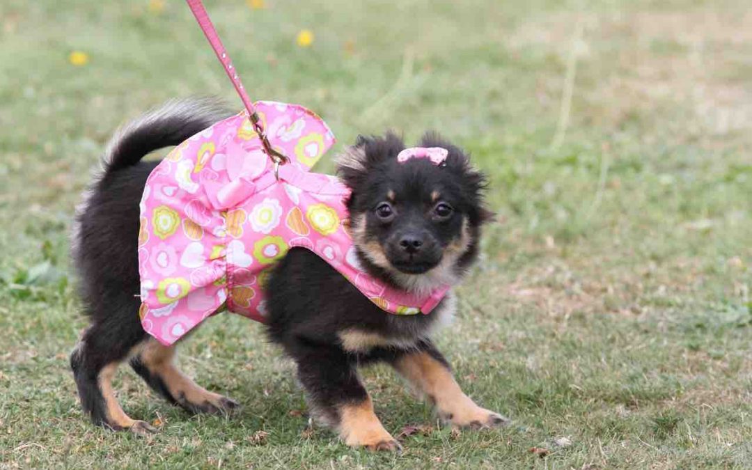 Top 10 Toiletteurs chien Rouen