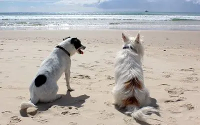 Honfleur : Quelles sont les plages autorisées aux chiens ?