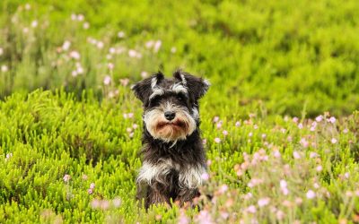 Top 7 + 1 Pension canine Évreux – Solutions de garde de chiens à Evreux