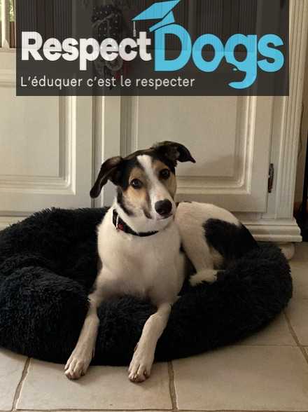éducateur canin à domicile Rouen