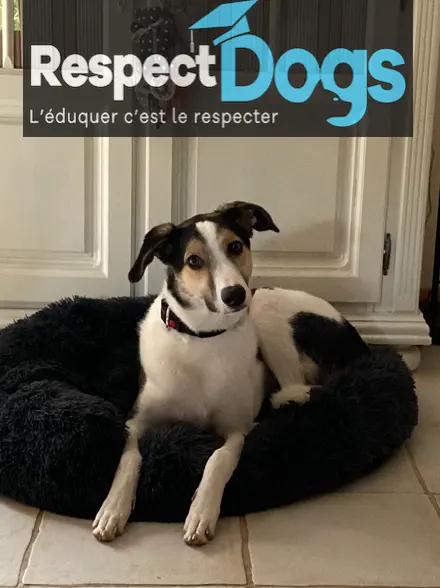 éducateur canin à domicile Bourg-en-Bresse