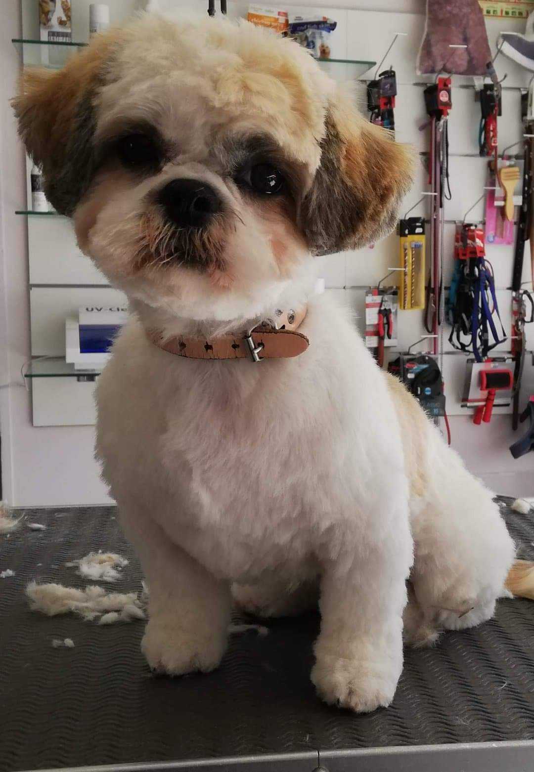 toiletteur-chien-caen Chien toiletté