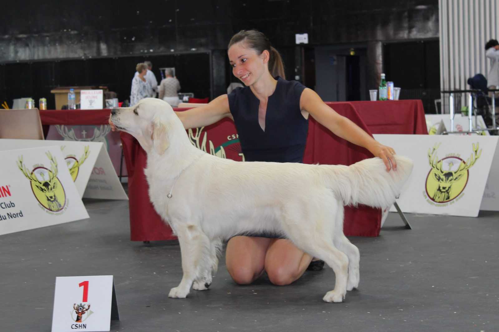 Handling-chien Golden retriever en exposition canine