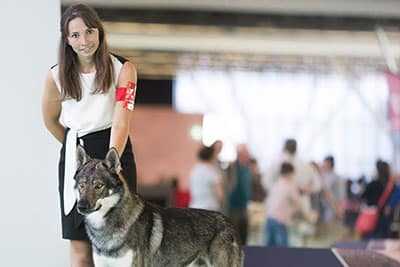 Chien loup présenté à une exposition canine