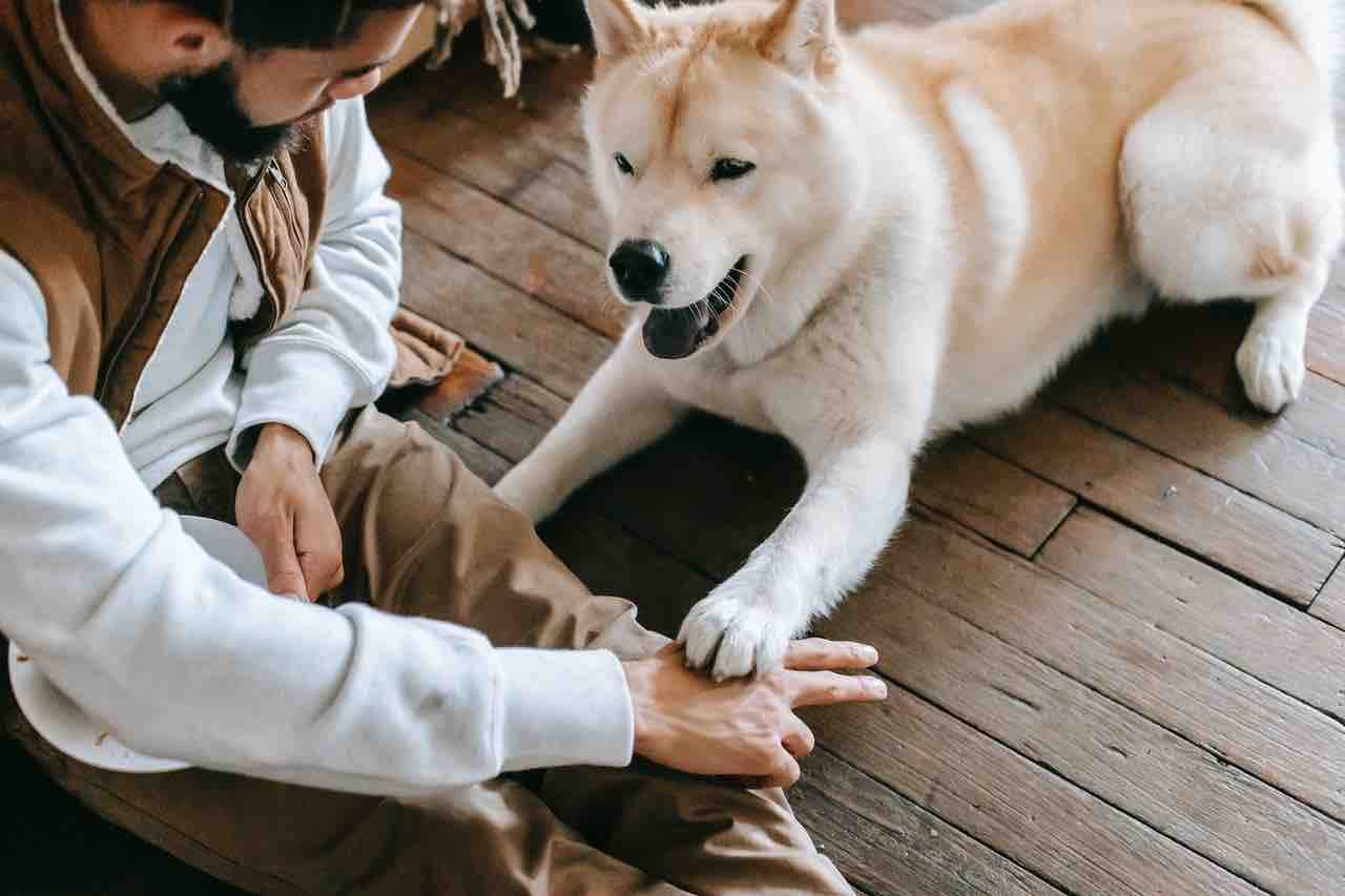 formation éducateur canin