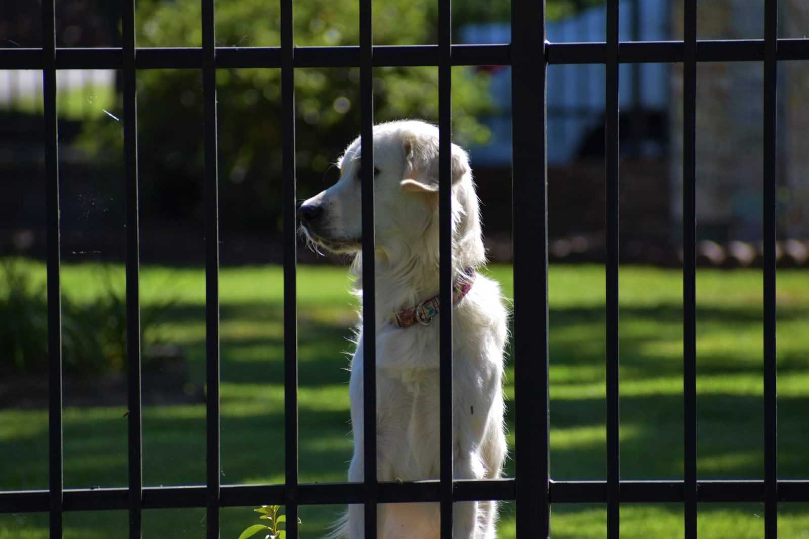 chien dans une jardin