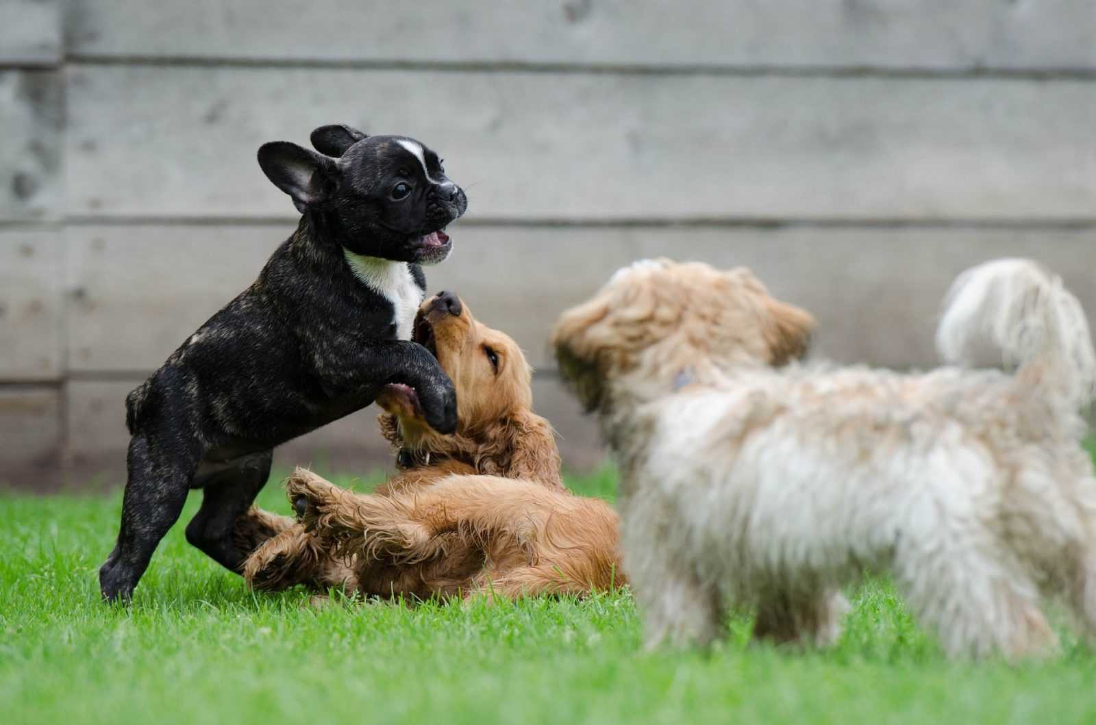 jeunes chiens qui jouent ensemble