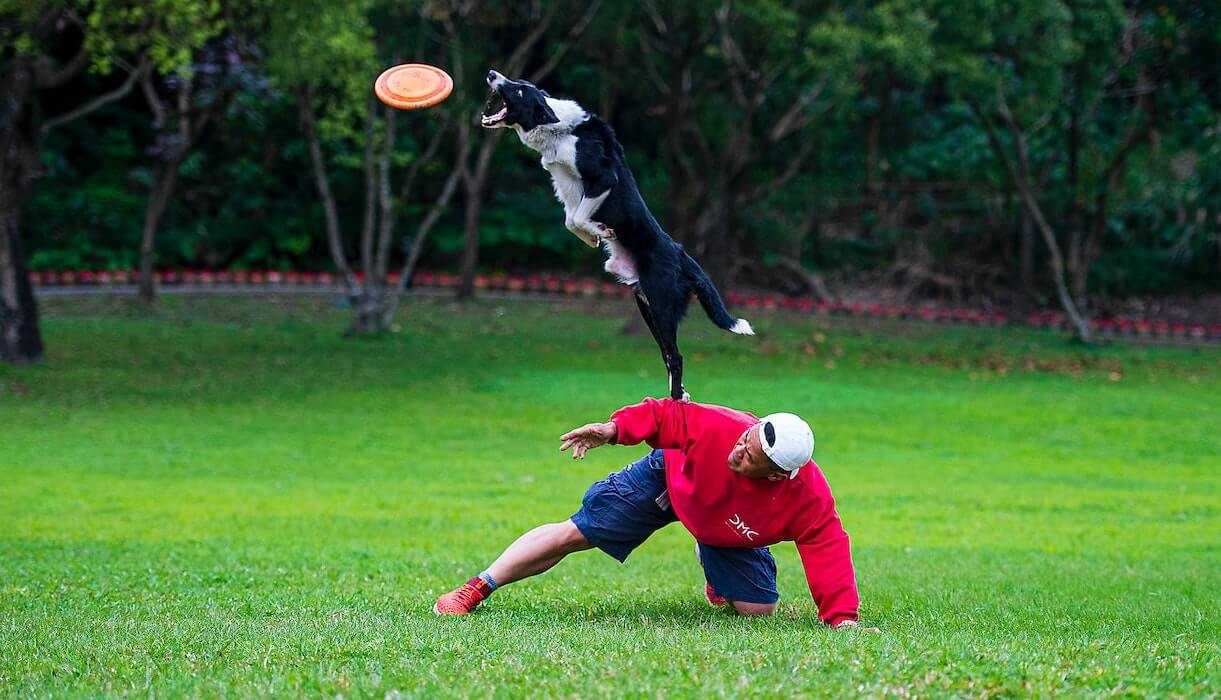 frisbee canin