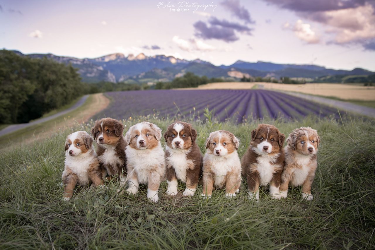 Berger Américain Miniature 10 Raisons De Craquer