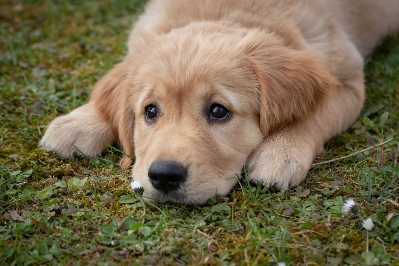 chien-peur chien peur