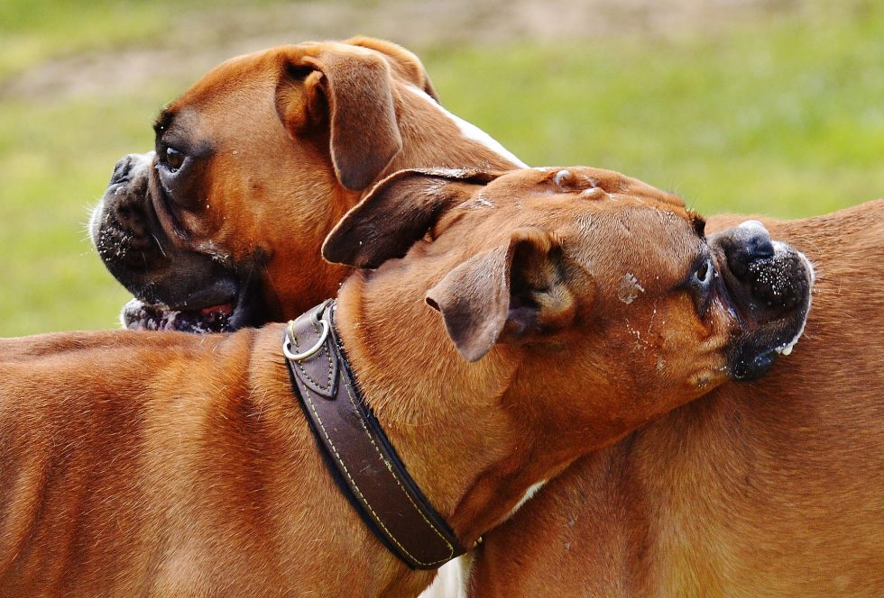 Avoir Deux Chiens à La Maison : Bonne Ou Mauvaise Idée