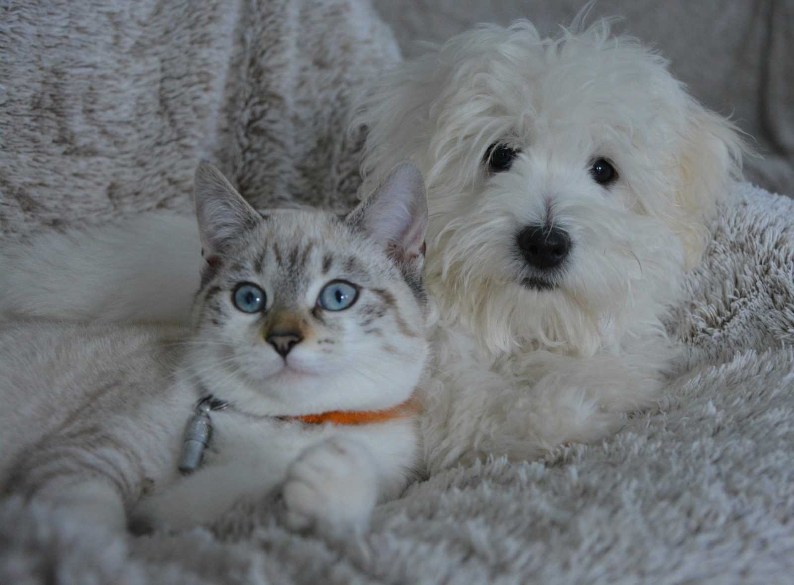 cohabitation chien et chat