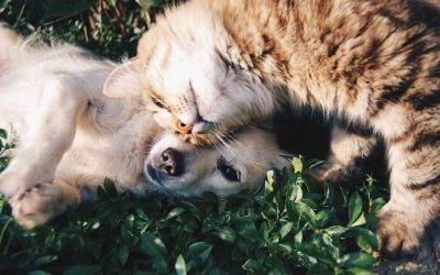 Chien et chat : le duo parfait en 7 conseils