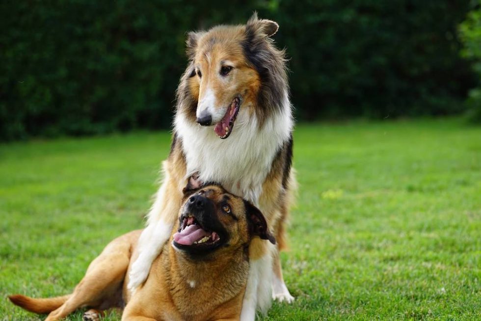 Mon Chien Grogne 6 Choses à Mettre En Place Rapidement