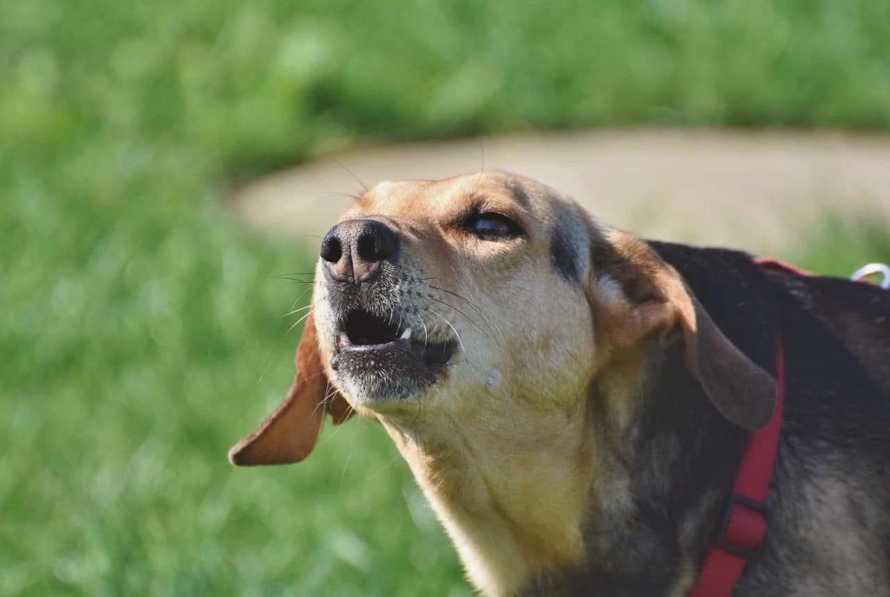Mon Chien Aboie Sur Les Gens - Respectdogs